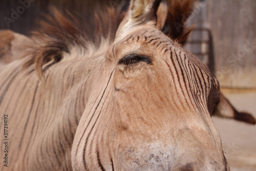 Zebra-Horse (Zorse) hybrid photo