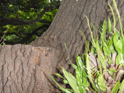 tree trunk