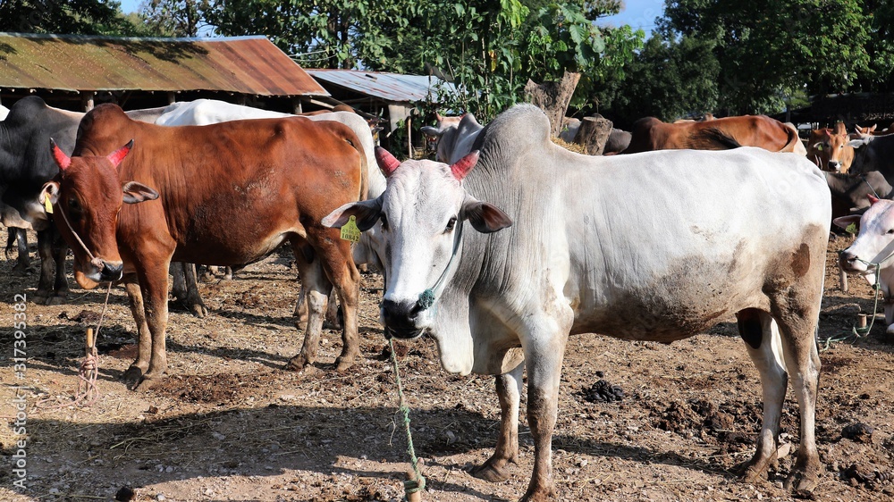 cows on farm