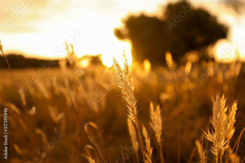 Long grass at sunset. Vibrant golden glow as the sun sets in the countryside