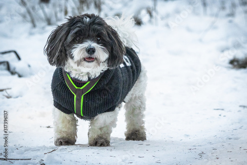 happy funny and cute dog puppy coton de tulear playing in snow, running and looking towards camera