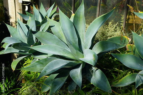 Large pale green cactus of Century Plant 'Nova' photo