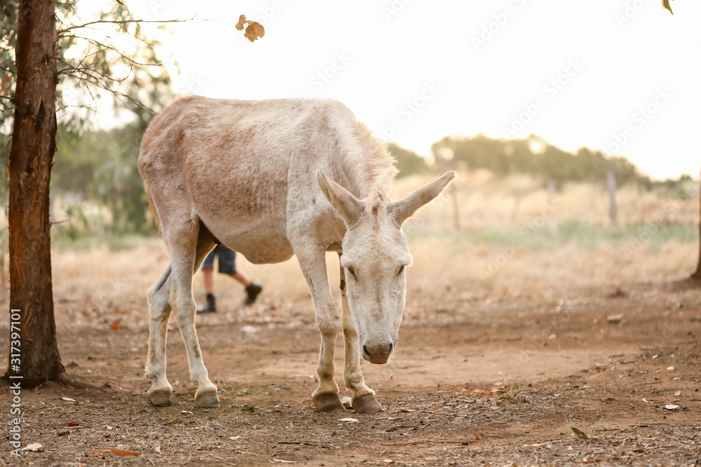 White donkey in a dry field at sunset with a sheep in the background. Summer in Australia. Central Victoria in times of drought. White donkey in a dry field at sunset with a sheep in the background. Summer in Australia. Central Victoria in times of drought.