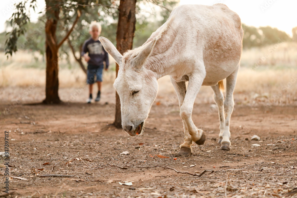 Obraz premium White donkey in a dry field at sunset with a sheep in the background. Summer in Australia. Central Victoria in times of drought.