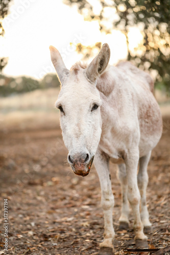 White donkey in a dry field at sunset. Summer in Australia. Central Victoria in times of drought.
