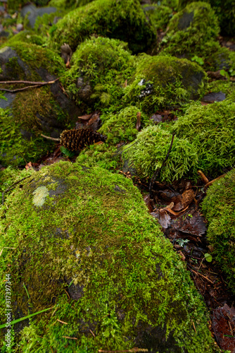 Green moss on the rocks in the forest during rainy day.
