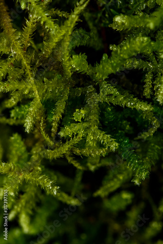 Close up photo of green moss in the forest
