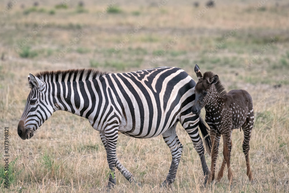 Rare zebra foal with polka dots (spots) instead of stripes, named Tira after the guide who first saw her, with its mother. Image taken in the Masai Mara National Park in Kenya. Rare zebra foal with polka dots (spots) instead of stripes, named Tira after the guide who first saw her, with its mother. Image taken in the Masai Mara National Park in Kenya.