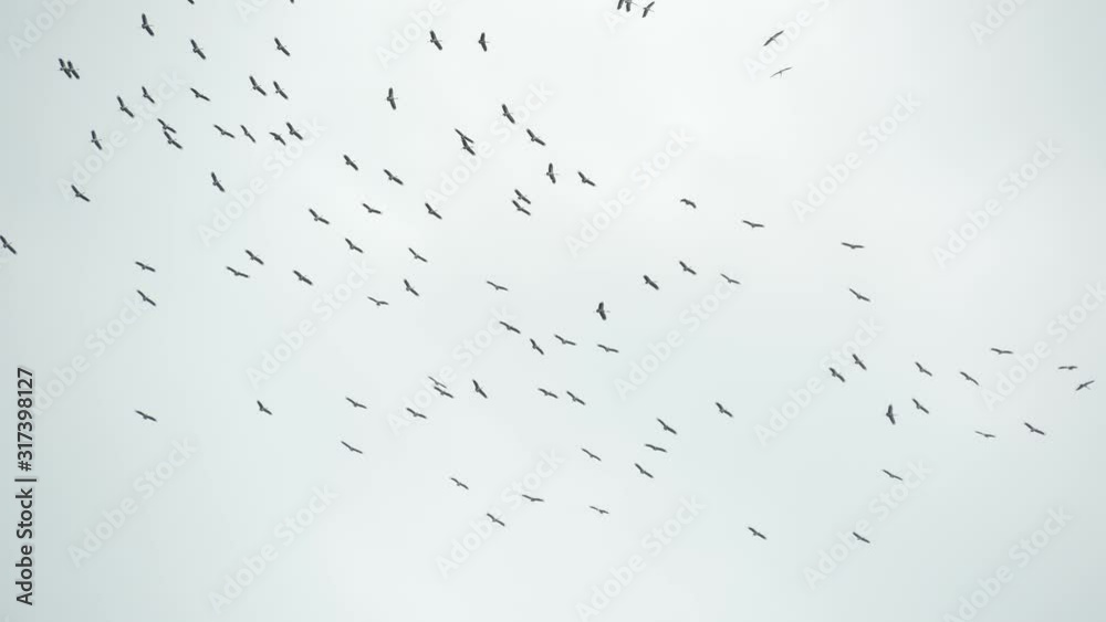 From below flock of storks flying against gray cloudy sky. Silhouettes of soaring birds as a symbol of freedom and nature. Concept of conservation of the environment and endangered species of animals. From below flock of storks flying against gray cloudy sky. Silhouettes of soaring birds as a symbol of freedom and nature. Concept of conservation of the environment and endangered species of animals.