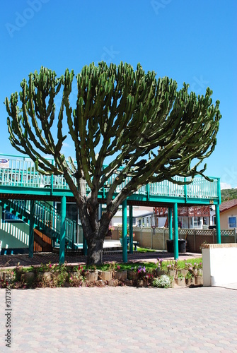 Large Cactus Tree at Boland Park Hotel and Lodge, Mosselbaai (Mossel Bay) South Africa, February 2012 photo