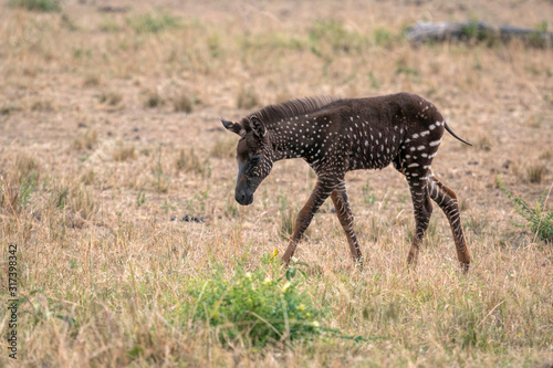 Rare zebra foal with polka dots (spots) instead of stripes, named Tira after the guide who first saw her. Image taken in the Masai Mara National Park in Kenya.