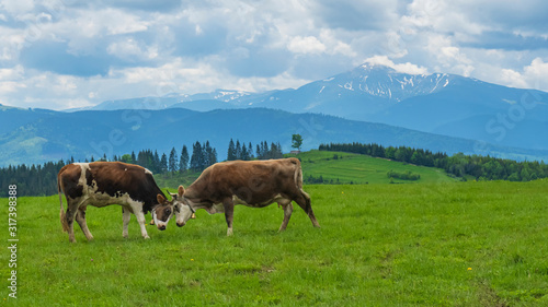 Two brown cows grazing on meadow in mountains. Cattle on a pasture. Agriculture concept.