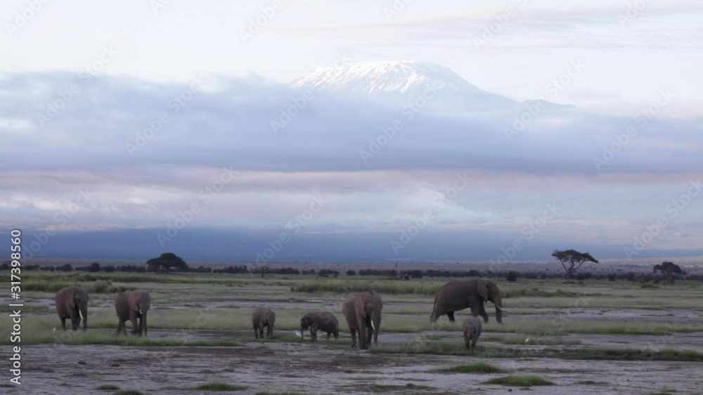 Small herd of Elephants in the foreground with Mount Kilimanjaro snow cap in the background at dusk Small herd of Elephants in the foreground with Mount Kilimanjaro snow cap in the background at dusk