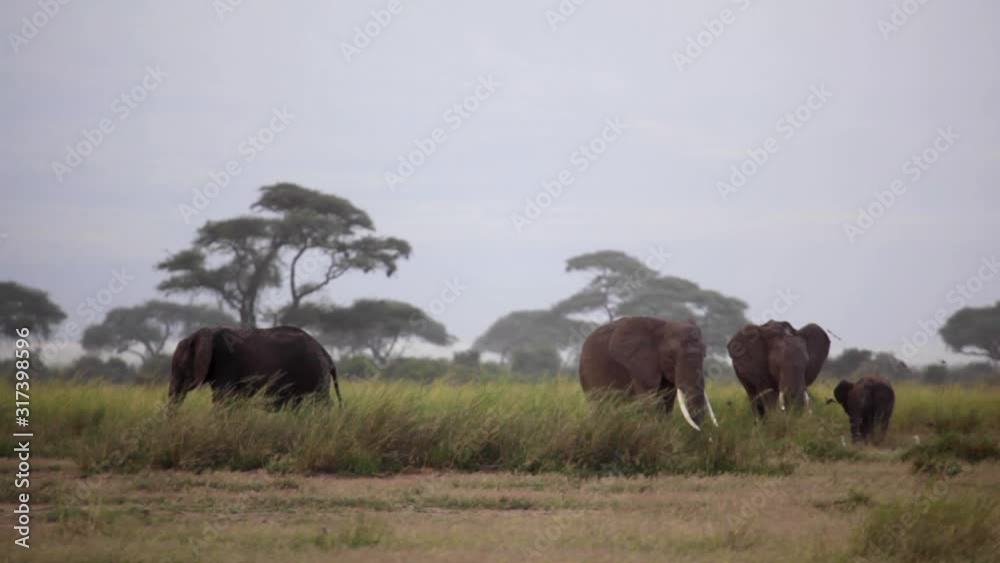 Small herd of Elephants grazing with a young elephant. Windy, dusk setting with birds being flushed out from bushes where elephants graze Small herd of Elephants grazing with a young elephant. Windy, dusk setting with birds being flushed out from bushes where elephants graze