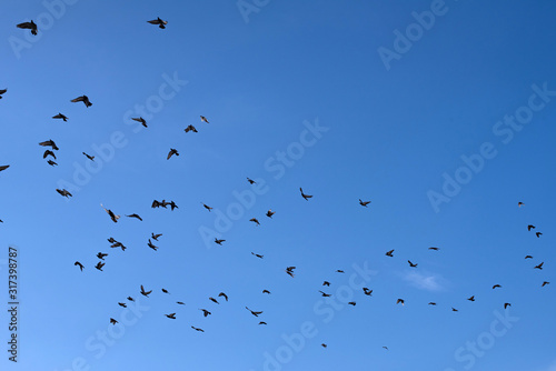 Flock of pigeons flying against blue sky 青空を飛ぶ鳩の群れ