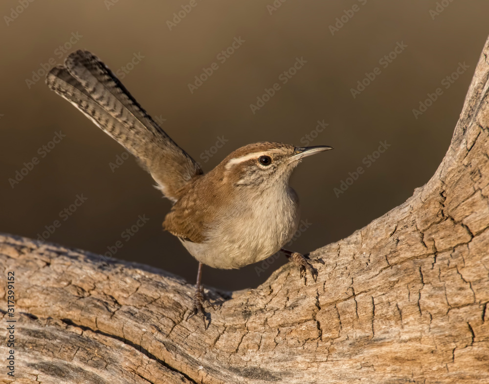Fototapeta premium Bewick's Wren on a perch