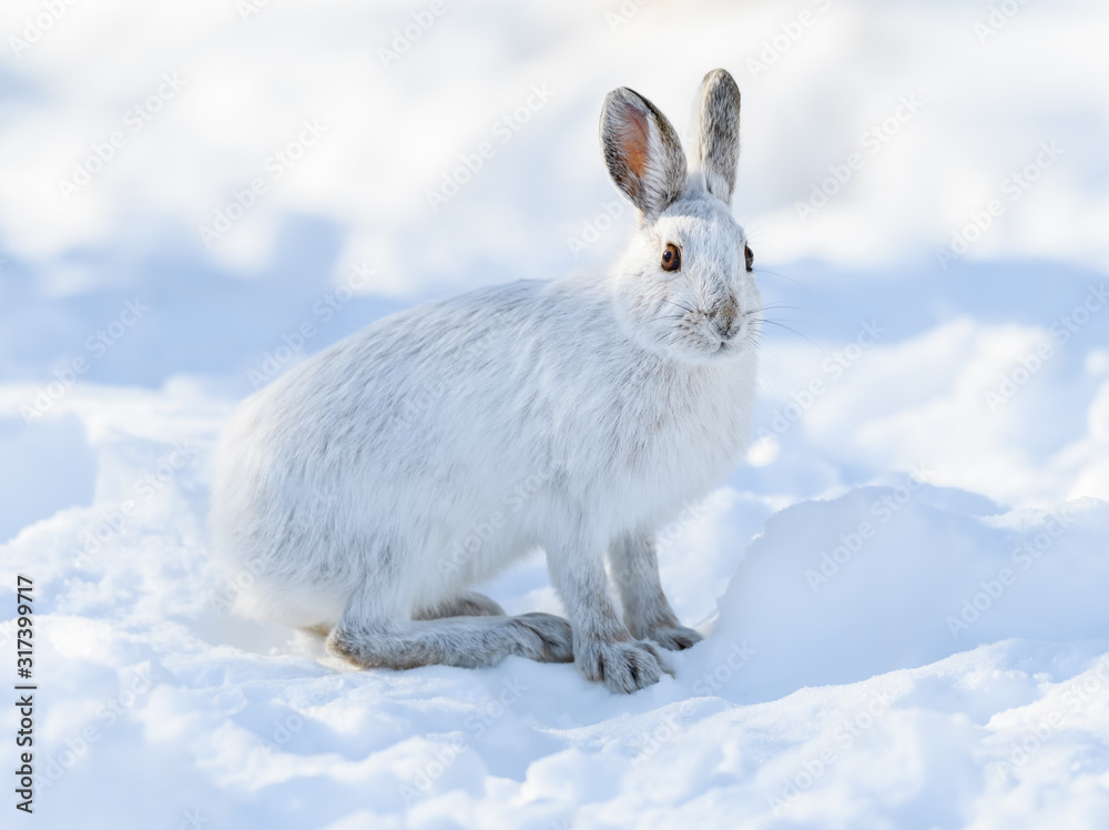 White Snowshoe Hare Sitting on Snow in Winter White Snowshoe Hare Sitting on Snow in Winter