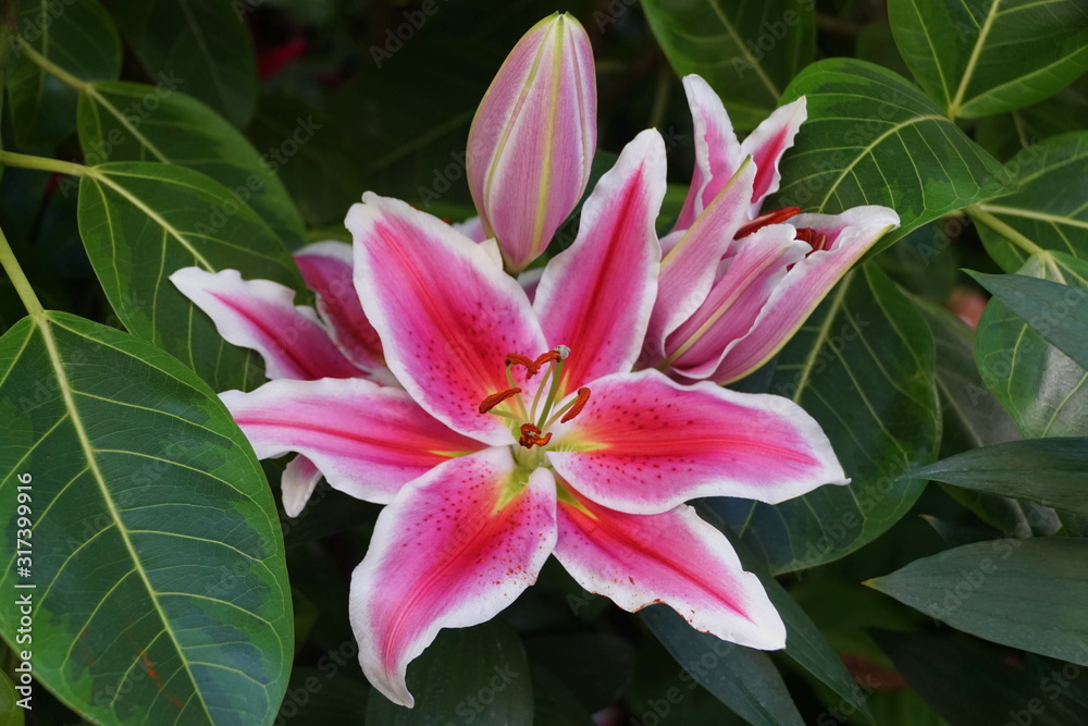 Beautiful pink and white flower of Oriental Hybrid Lily Siponto Beautiful pink and white flower of Oriental Hybrid Lily Siponto