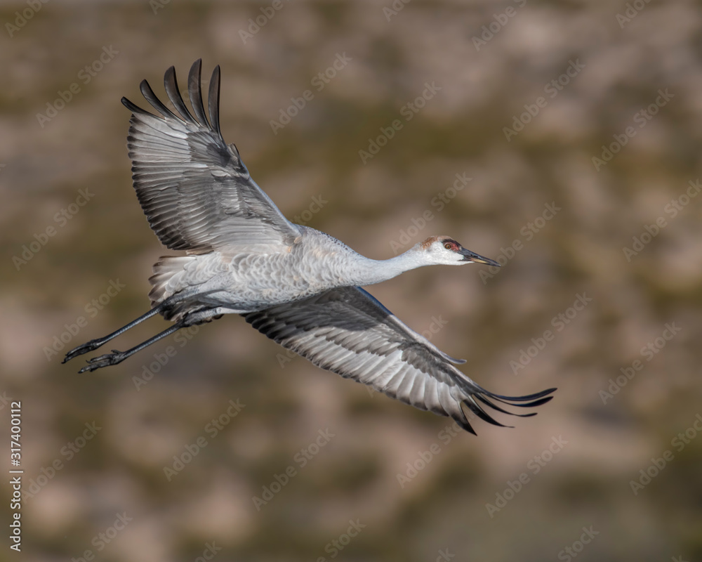 Obraz premium Sandhill Crane in flight