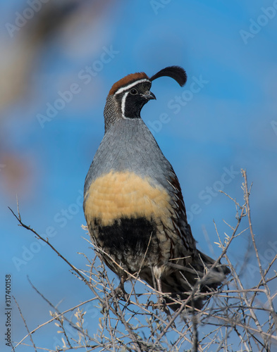 Photography Male Gambel's Quail at Bosque Del Apache National Wildlife Refuge