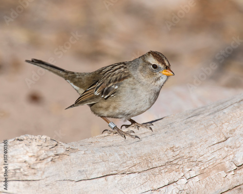 White-crowned Sparrow with leg band