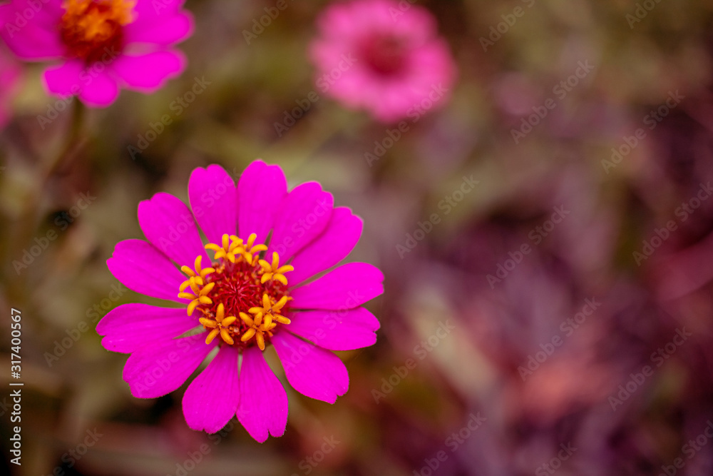 The ornamental plant Zínnia is known in Brazil as Flor de Jacó. The ornamental plant Zínnia is known in Brazil as Flor de Jacó.