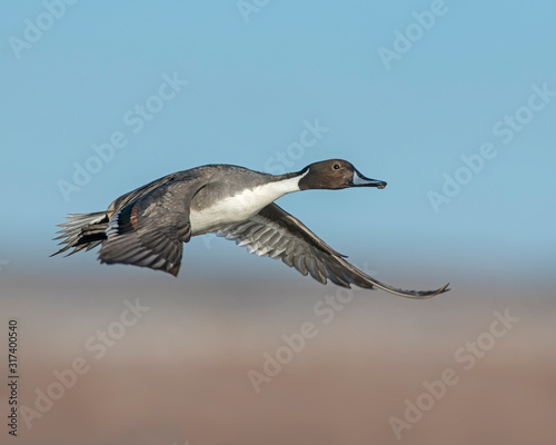 Northern Pintail Drake in flight at Bosque Del Apache National WIldlife Refuge