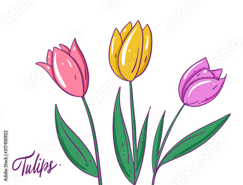 Pink, and yellow tulips. Hand drwan vector illustration. Isolated on white background.