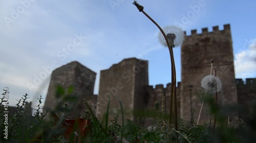 The Despot's inscription tower and Inner city southern walls. Low angle shot with dandelion. Smederevo fortress, Serbia photo