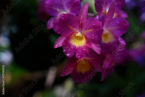 Colorful and Beautiful flower or Orchid