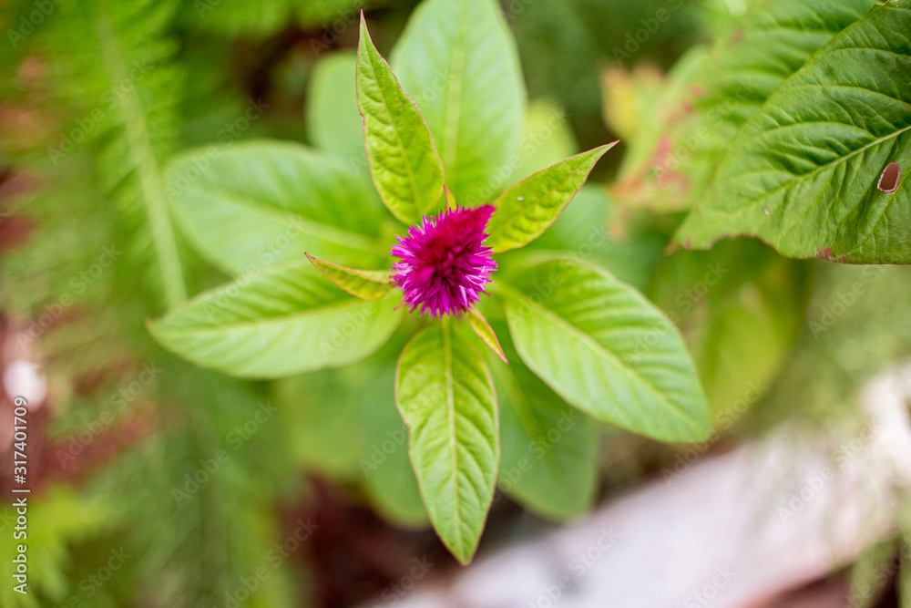 Flower known in Brazil as Crista de Galo. Flower known in Brazil as Crista de Galo.