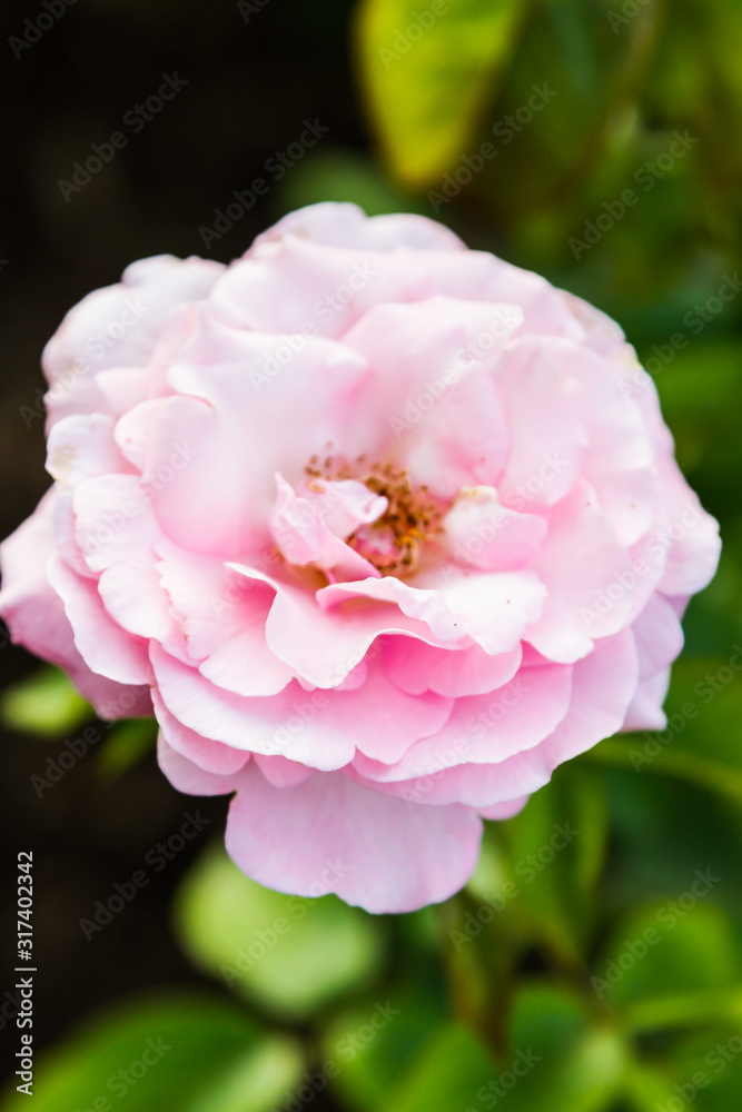Light baby pink rose in a garden Light baby pink rose in a garden