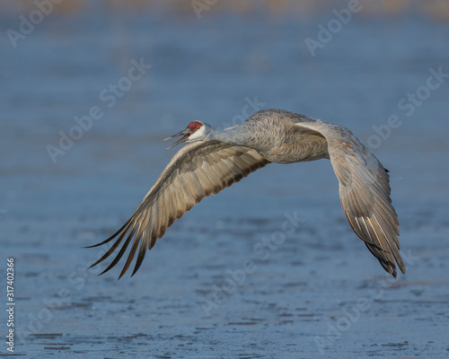 Sandhill Crane in flight © David McGowen