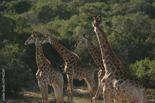 giraffes