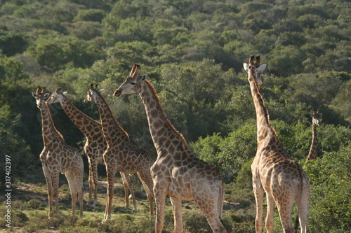 Photography giraffes