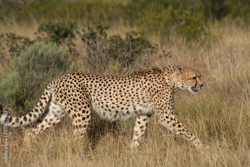 cheetah