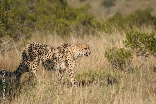 cheetah