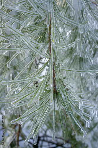 close-up of frozen pine needles on tree in winter