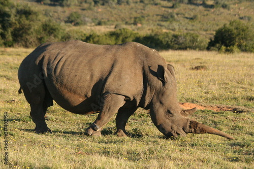 rhinos grazing