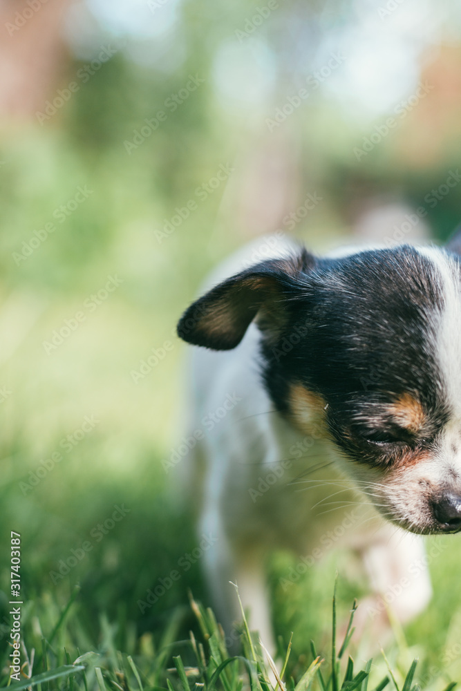 Cute little chihuahua Dog playing and crawl on a lawn full of green fresh spring grass. Selective focus bokeh background. Vertical composition for flyers or phone screens with copyspace Cute little chihuahua Dog playing and crawl on a lawn full of green fresh spring grass. Selective focus bokeh background. Vertical composition for flyers or phone screens with copyspace