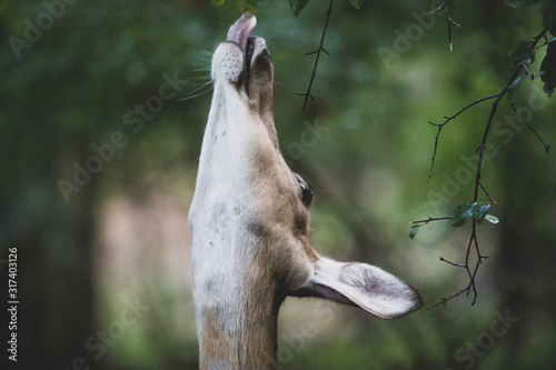 Deer sticking out tounge