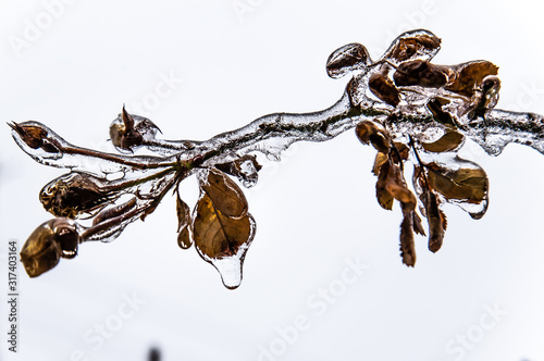 Frozen Rain Ice Branch