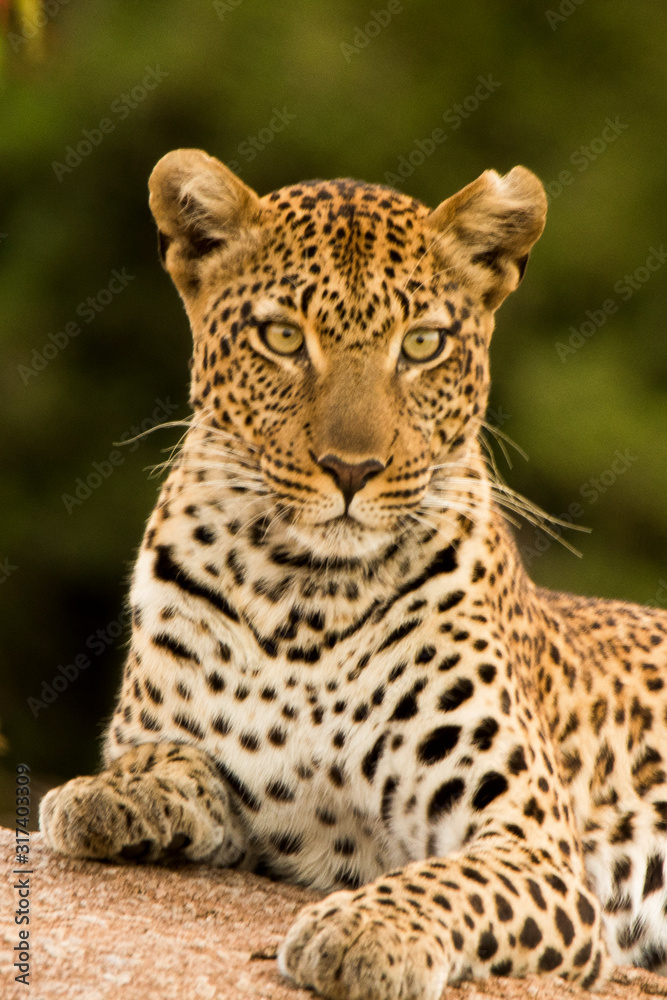 Obraz premium Leopardo nella savana