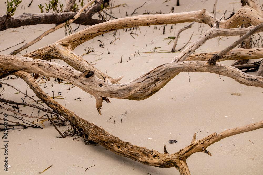 Driftwood on the Beach Driftwood on the Beach