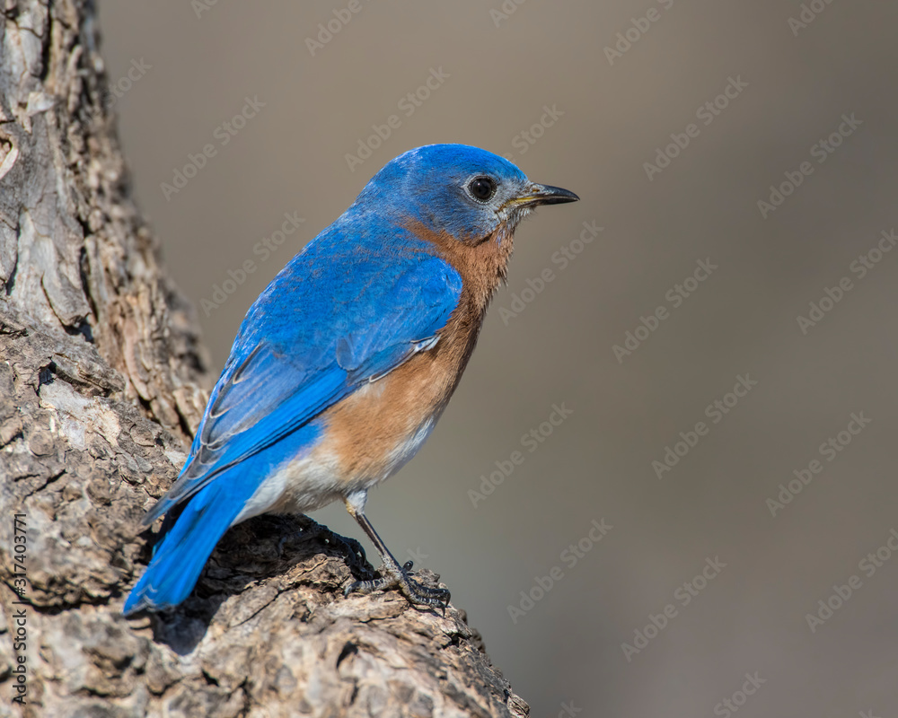 Male Eastern Bluebird on a perch