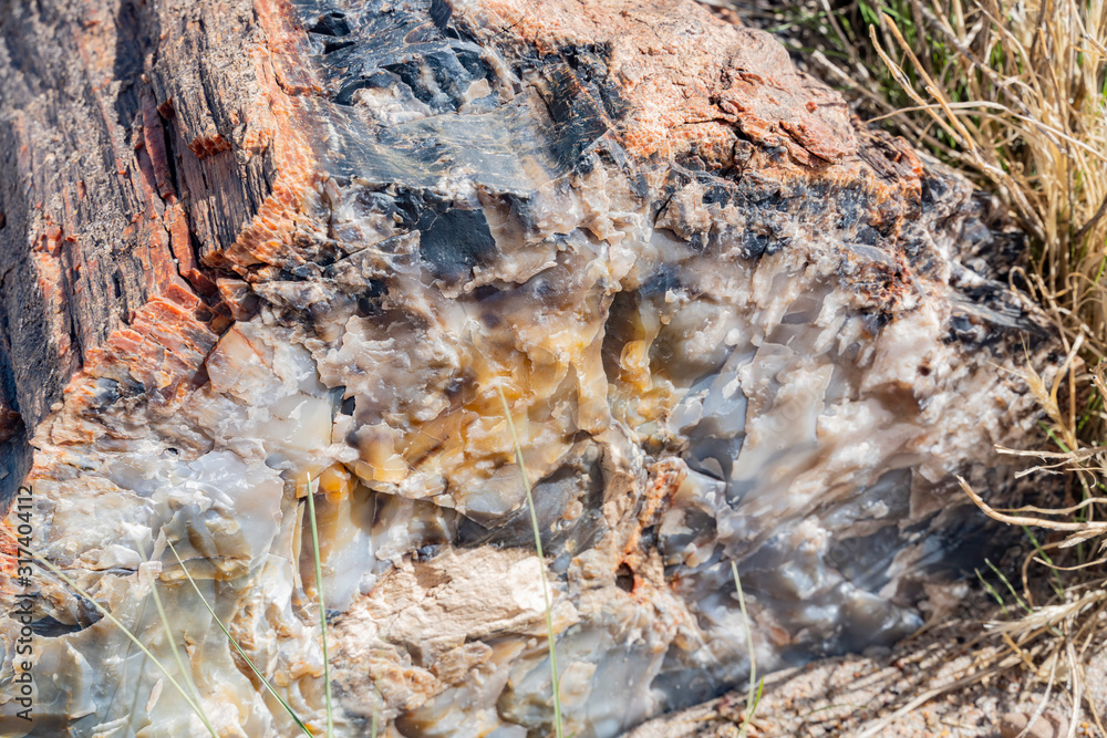 Fototapeta premium Beautiful landscape of Petrified Forest National Park