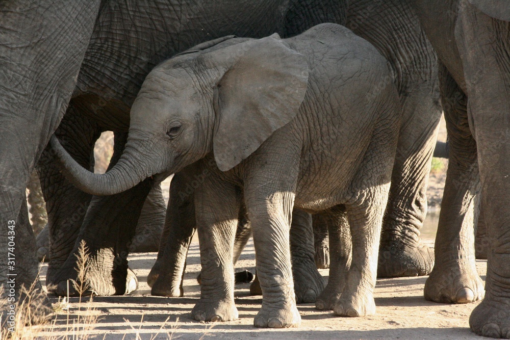 Fototapeta premium elephants playing