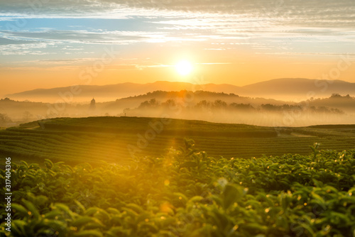 The scenery of morning sunrise over a tea plantation with a beautiful sea of fog in Chiang Rai, Thailand.