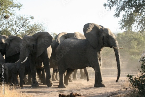 elephants playing