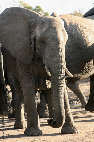 Photography elephants playing